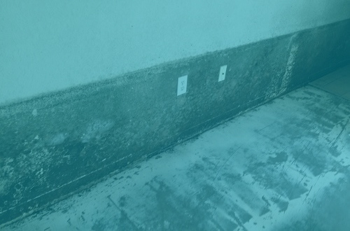 mold removal