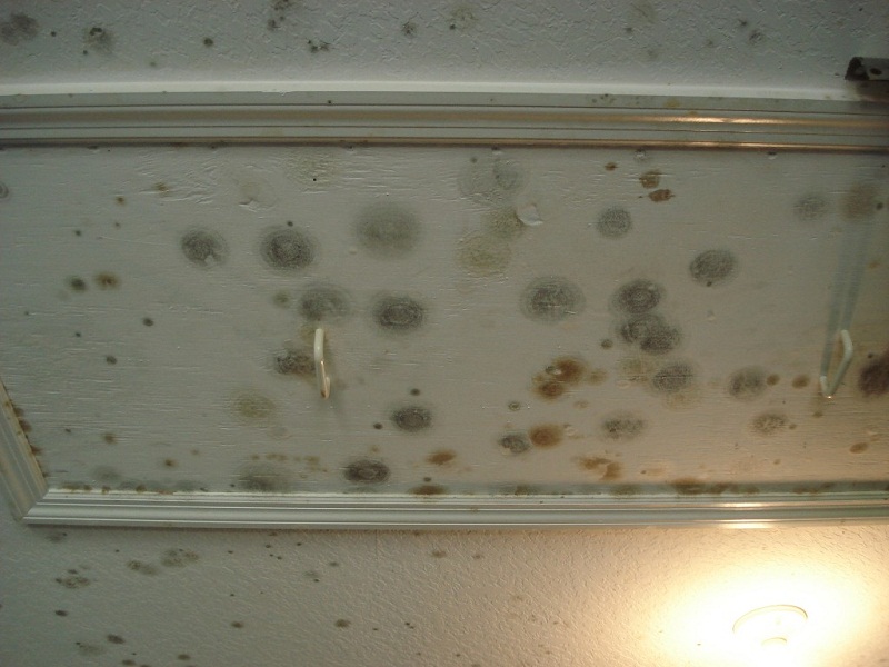 Cabinet Mold