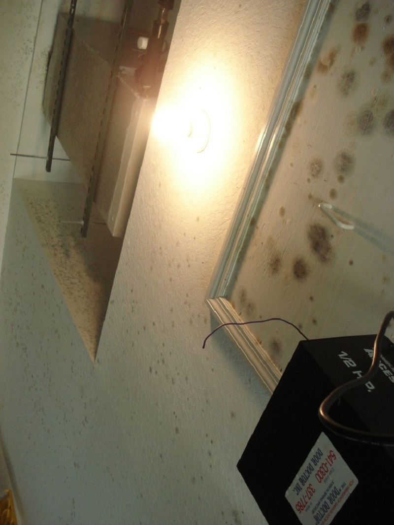 Mold on Wall