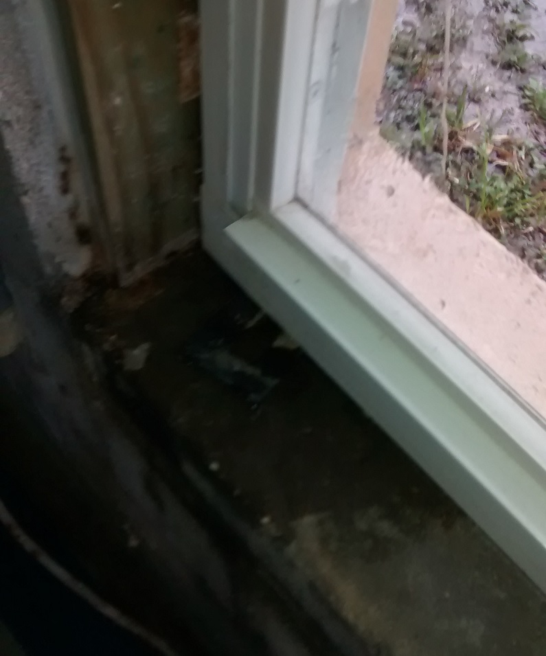 mold remediation