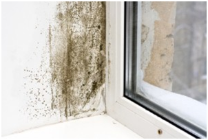 Mold at Home