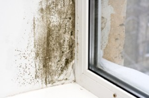 Mold on Wall