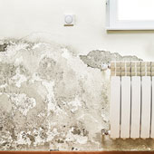 Mold Damage